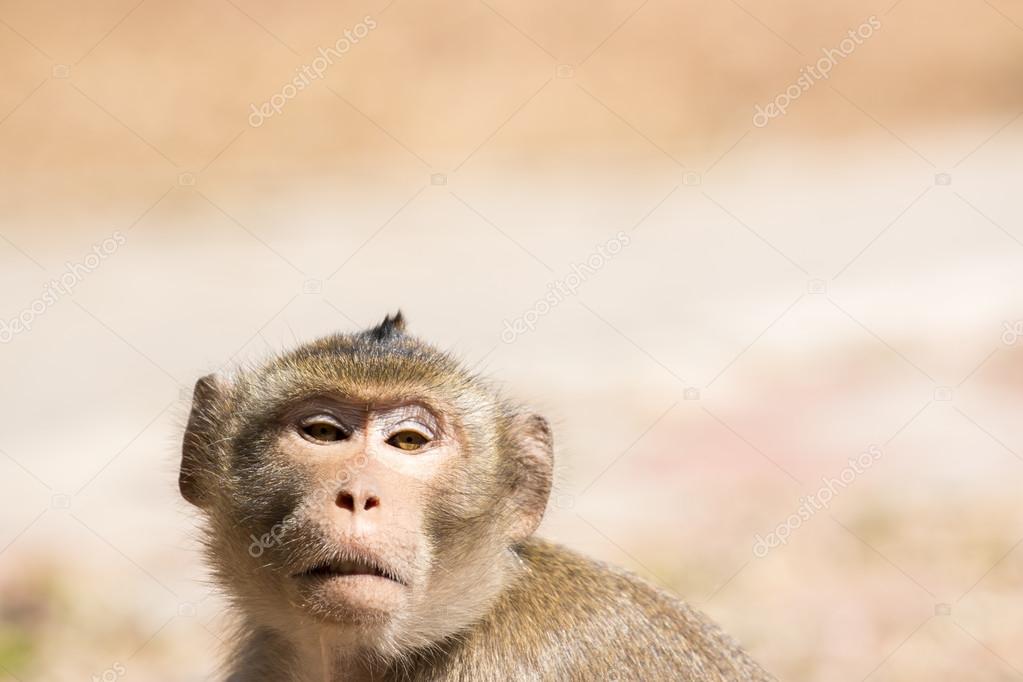 Wildlife Monkey