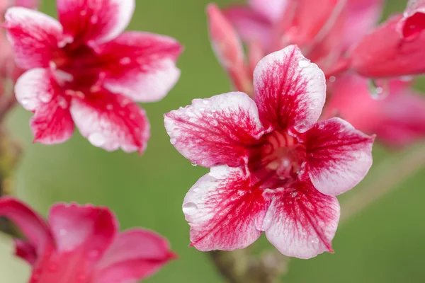 Close-up van roze Bigononia of Desert Rose — Stockfoto