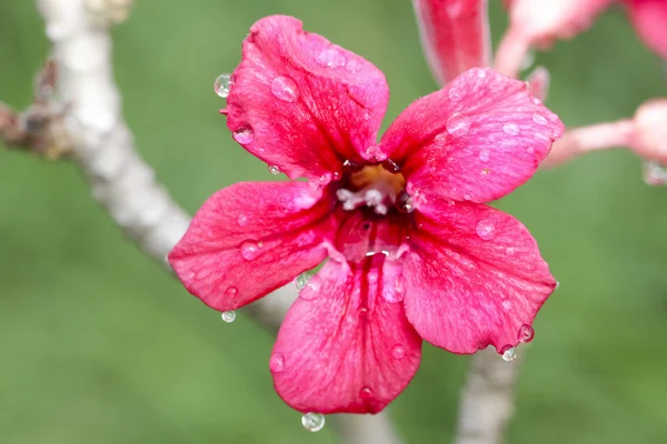 Closeup of Pink Bigononia or Desert Rose — Stock Photo, Image