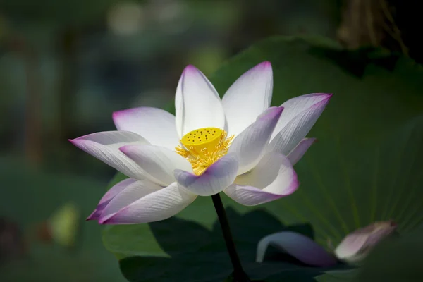 Flor de loto —  Fotos de Stock