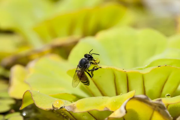 Green floating water lettuce, Pistia stratiotes — Stock Photo, Image