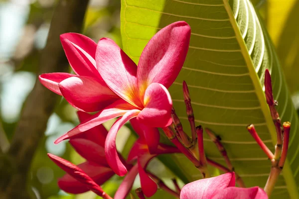 Roze frangipani bloesem — Stockfoto