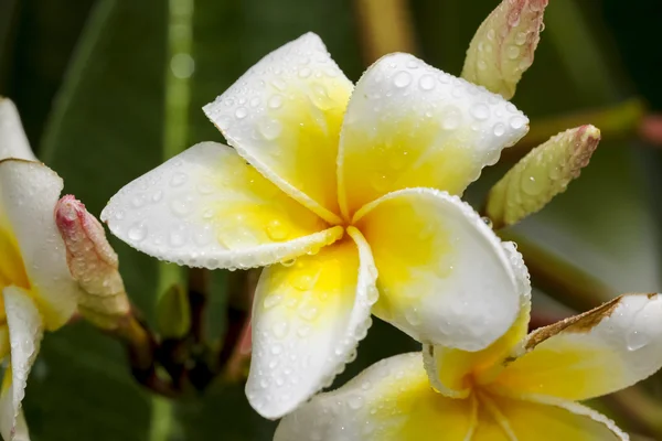 Witte en gele frangipani bloemen met bladeren — Stockfoto