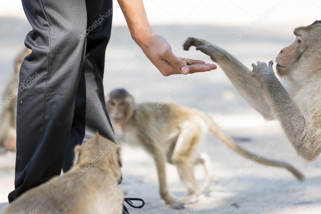 Human's hand feed monkey