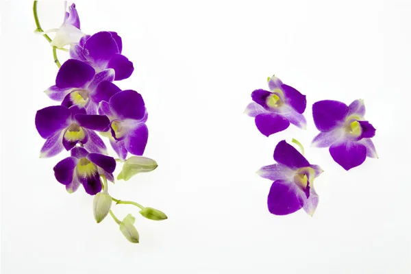 Fioletowa orchidea izolowana na białym tle. — Zdjęcie stockowe