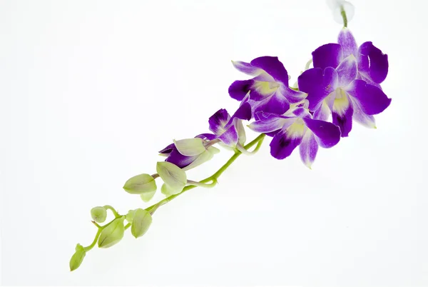 Fioletowy gałąź orchidea na białym tle — Zdjęcie stockowe