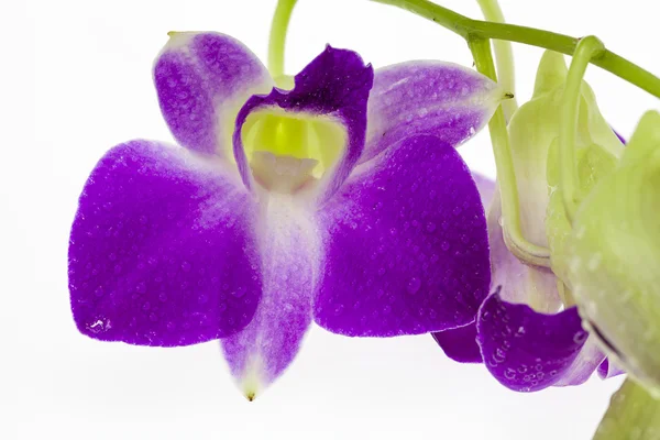 Purpurowa orchidea na białym tle. Zbliżenie. — Zdjęcie stockowe