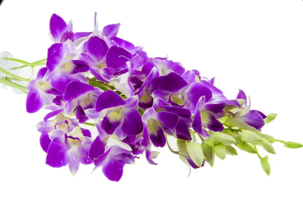 Fioletowa orchidea izolowana na białym tle. — Zdjęcie stockowe