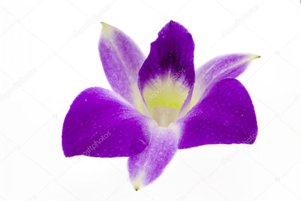 Purple orchid isolated on white background.Closeup.