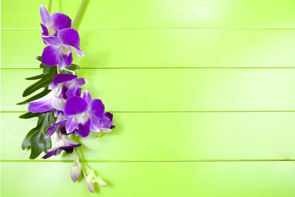Paarse orchid en bladeren — Stockfoto