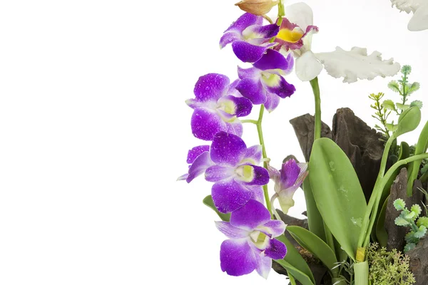 Orquídea púrpura húmeda y rama aislada sobre fondo blanco — Foto de Stock