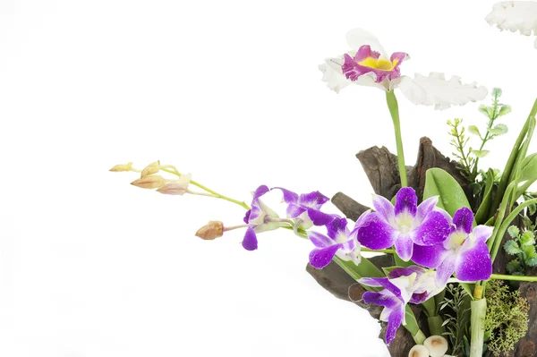 Purple Orchid on an old tree stump on white background. — Stock Photo, Image