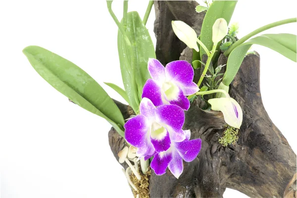 Fioletowy Orchid i liści na stare drzewo kikut na biały deseń — Zdjęcie stockowe