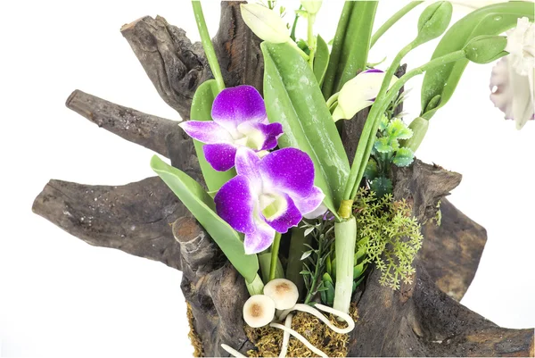 Orchidée pourpre sur un vieux tronc d'arbre sur fond blanc . — Photo