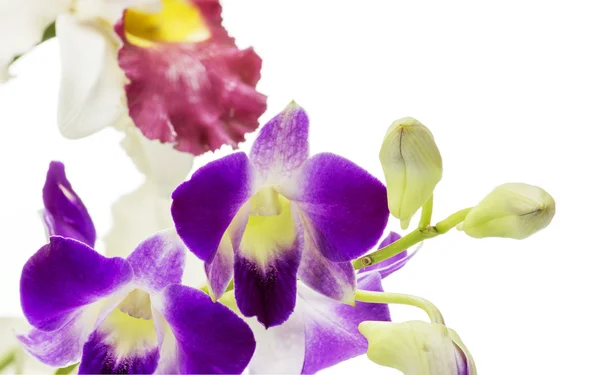 Purpurowa orchidea i gałęzi na białym tle — Zdjęcie stockowe