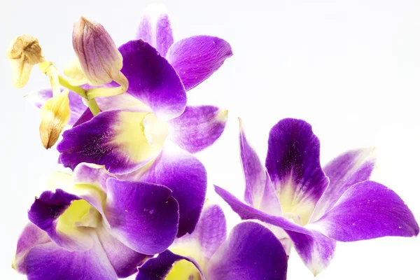 Bliska purpurowa orchidea — Zdjęcie stockowe
