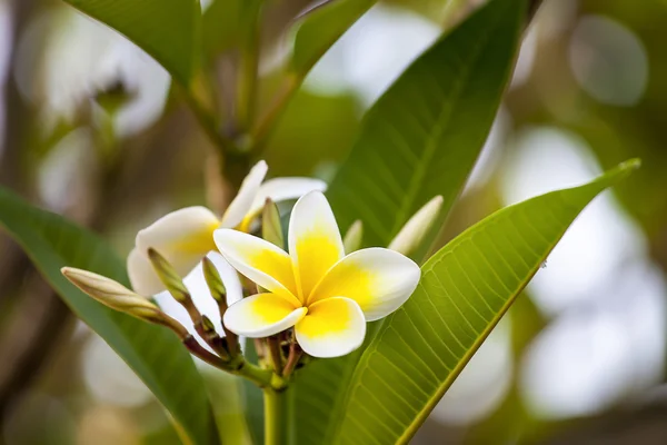 White and yellow frangipani flowers with leaves — Stock Photo, Image