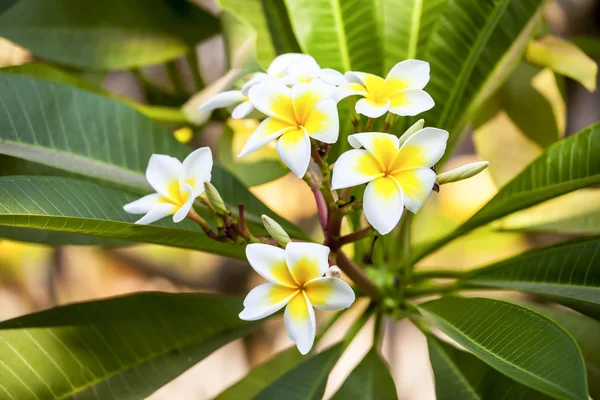 Białe i żółte kwiaty frangipani z liśćmi — Zdjęcie stockowe