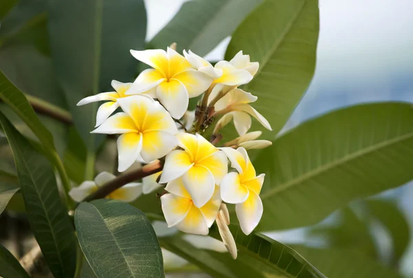 Fleurs frangipani blanches et jaunes avec feuilles — Photo