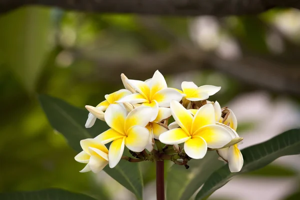 Biały kwiat Frangipani lub Plumeria z liści — Zdjęcie stockowe