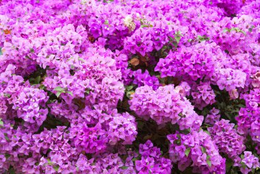 Bougainvillea çiçek ağaç üzerinde pembe.