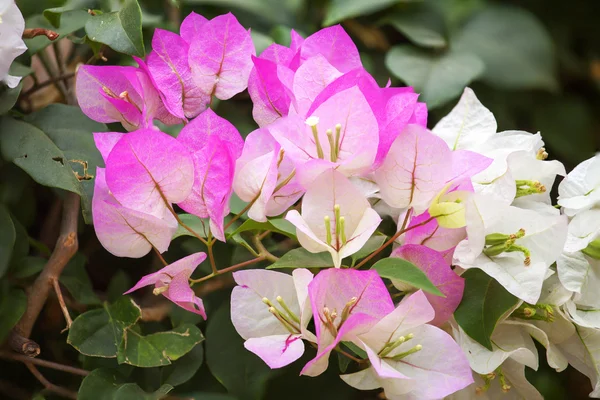 Bougainvillea růžová a nechat — Stock fotografie