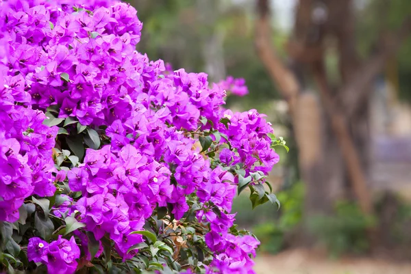 Bougainvillea flowers pink on tree. — Stock Photo, Image