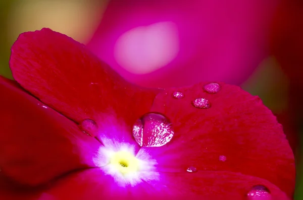 Red Cape Periwinkle, Vinca and drop — Stock Photo, Image