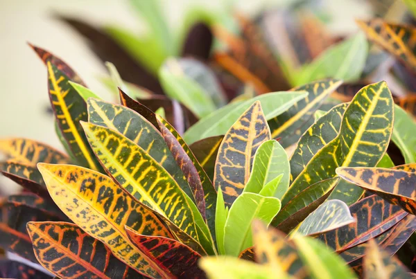 Variegatum Codiaeum — Stok Foto