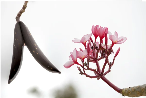 Větve keře tropických růžové květy (plumeria) — Stock fotografie