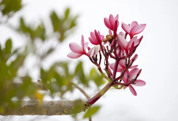 Rama de flores tropicales de color rosa frangipani (plumeria ) — Foto de Stock