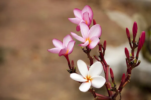 Fleurs roses frangipani — Photo