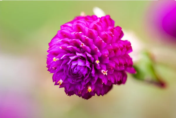 Globe Amaranth -  Bachelor Button — Stock Photo, Image