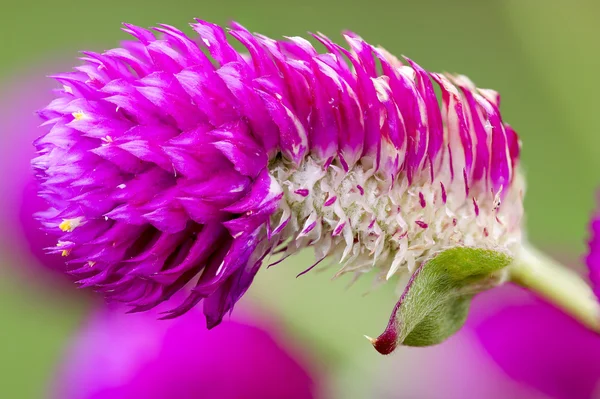 Globe Amaranth -  Bachelor Button — Stock Photo, Image