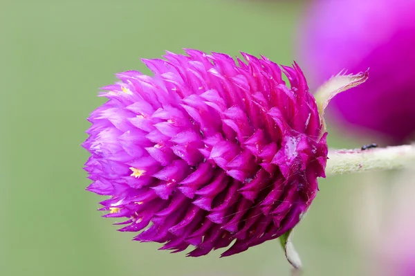 Globe Amaranth - Bachelor knop — Stockfoto