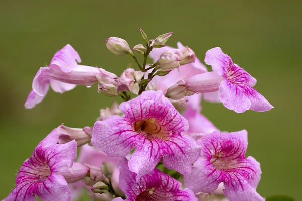 Large flower cluster of Pandorea Ricasoliana — Stock Photo, Image