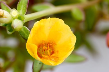 Sarı kapatın ortak Semizotu, Verdolaga, Pigweed, küçük Hogw