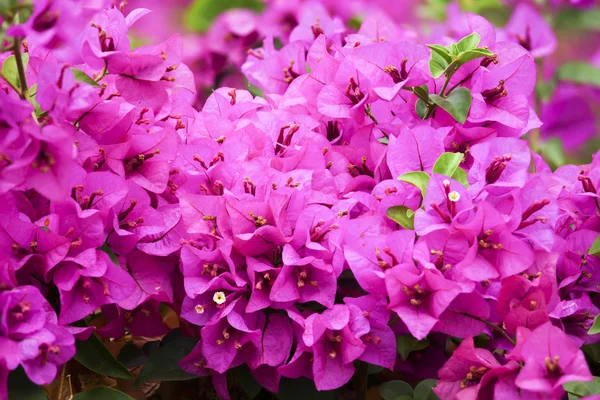Розовые бугенвилье цветы в природе — стоковое фото