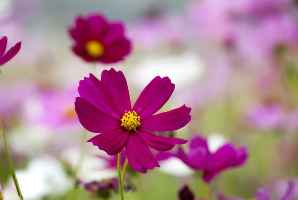 Cosmos flower in the garden — Stock Photo, Image