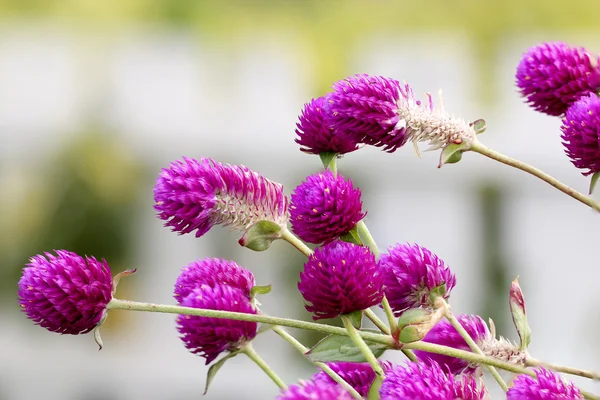 Globe Amaranth or Bachelor Button — Stock Photo, Image