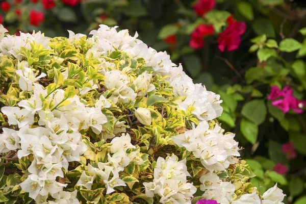 White Bougainvillea flowers — Stock Photo, Image