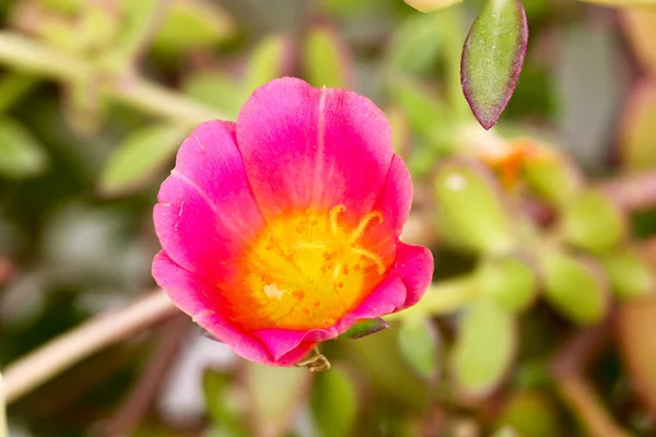 Close-up van roze Pigweed, weinig Berenklauw of Pusley — Stockfoto