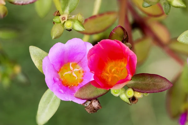 Close-up rosa comum Purslane, Verdolaga, caruru, Hogwee pequeno — Fotografia de Stock