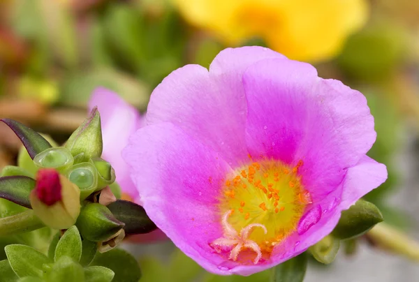 Close-up van roze Verdolaga, Pigweed, weinig Berenklauw — Stockfoto