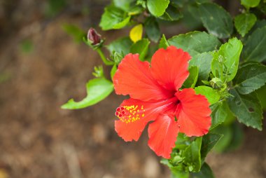 Çin gül çiçek - Ayakkabı