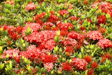 Kırmızı ixoras ve yaprakları