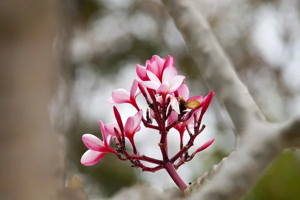 Flores cor de rosa frangipani — Fotografia de Stock