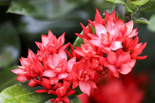 Tutup ixoras merah — Stok Foto