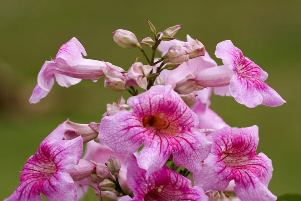 Grote bloem cluster van Pandorea Ricasoliana — Stockfoto