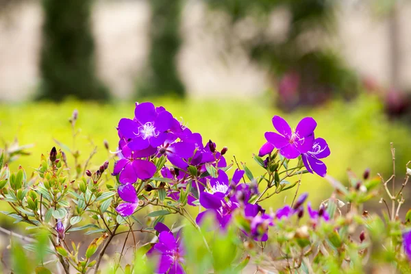 Melastomataceae — Stock Photo, Image